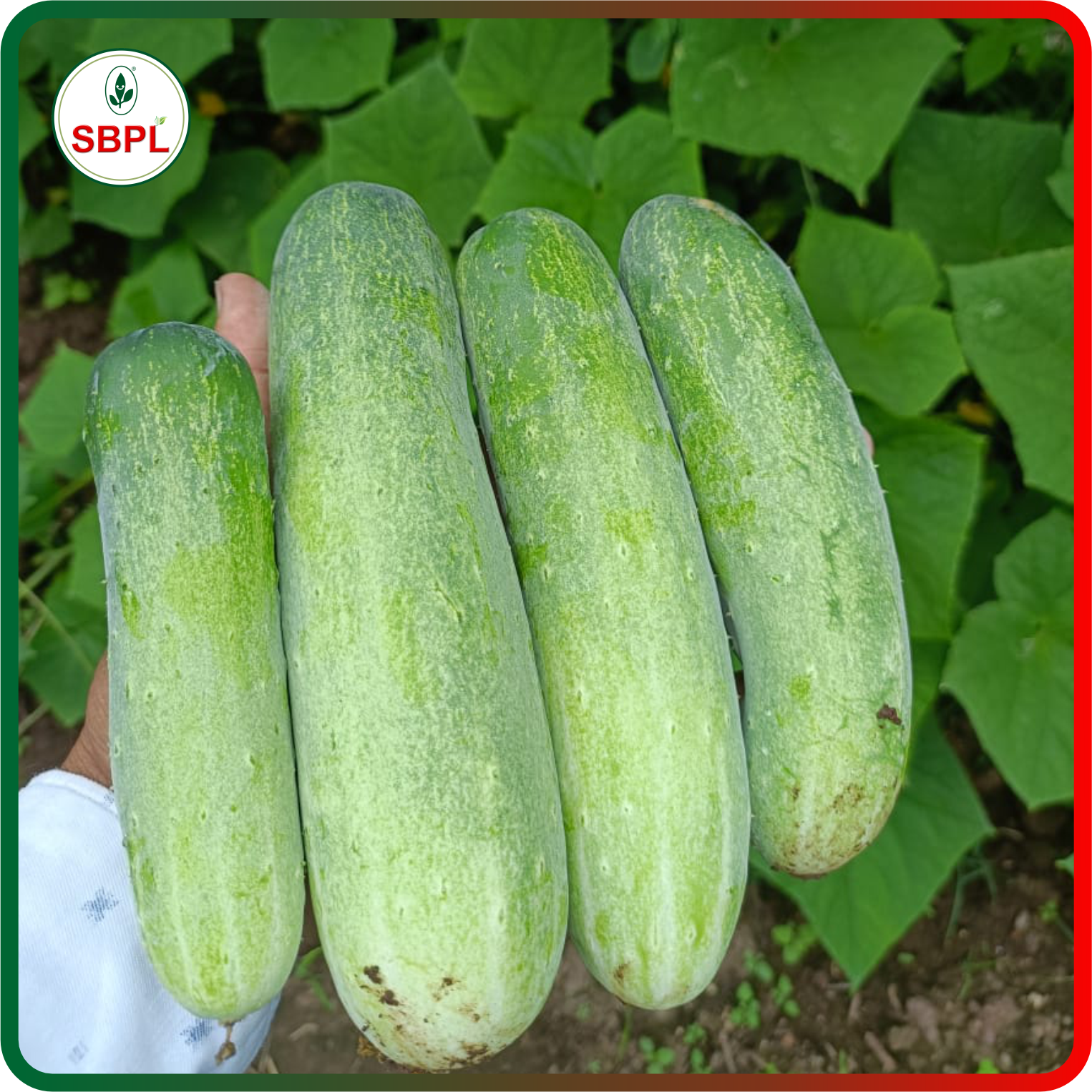 Sagar Kavya F1 Cucumber (25g)_0