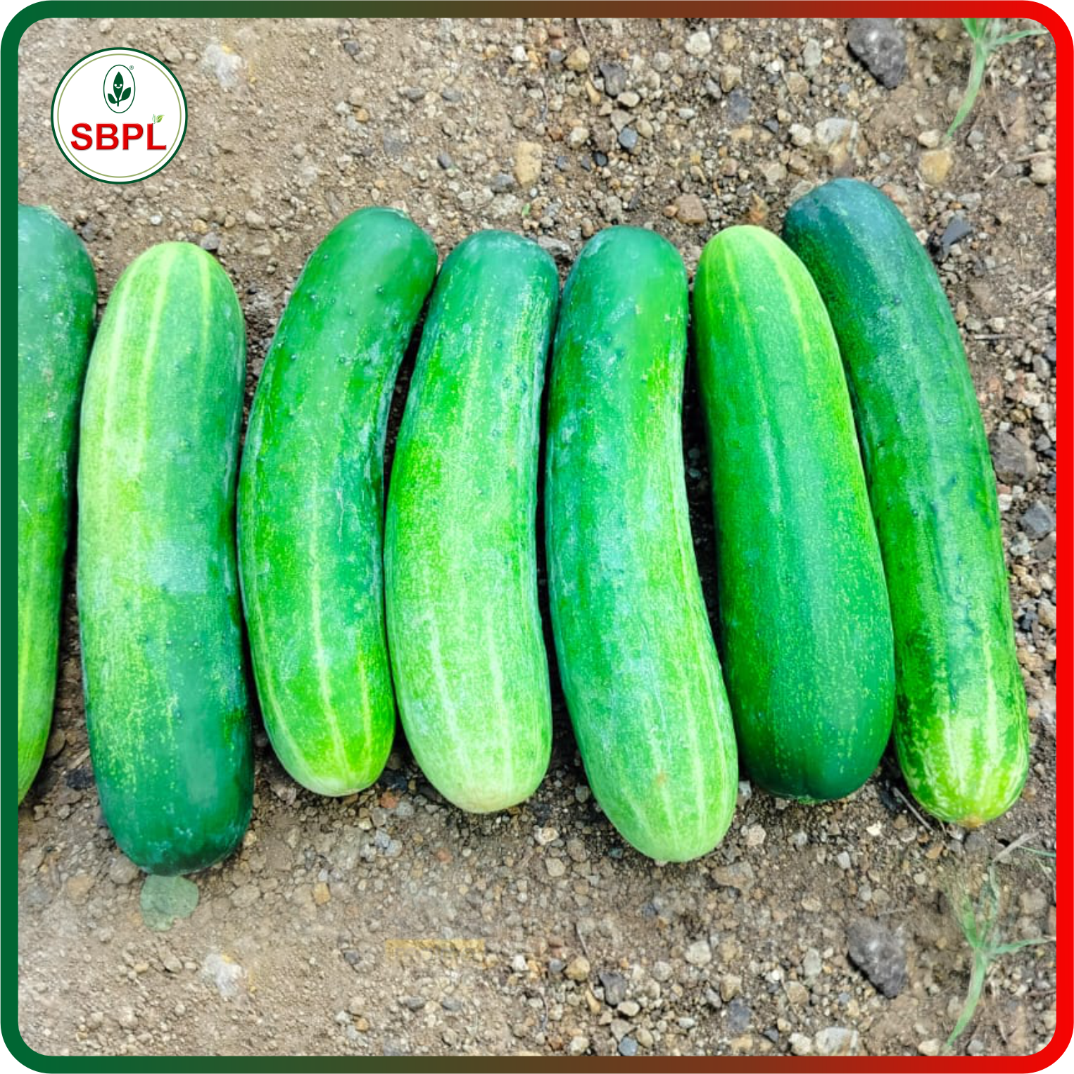 Sagar Kavya F1 Cucumber (25g)_1
