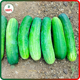 Sagar Kavya F1 Cucumber (25g)