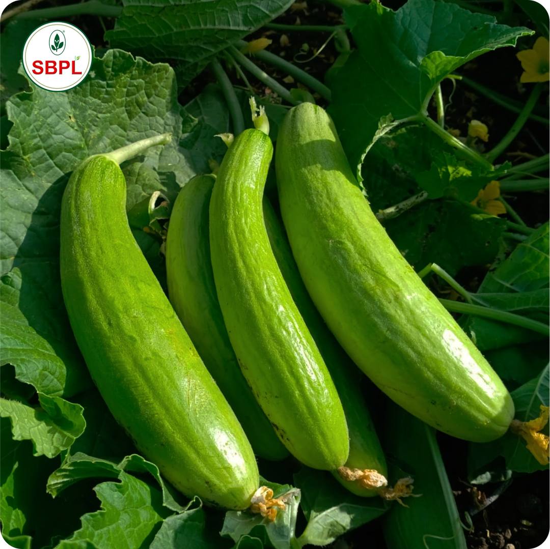 Sagar Shravani F1 Cucumber (25g)