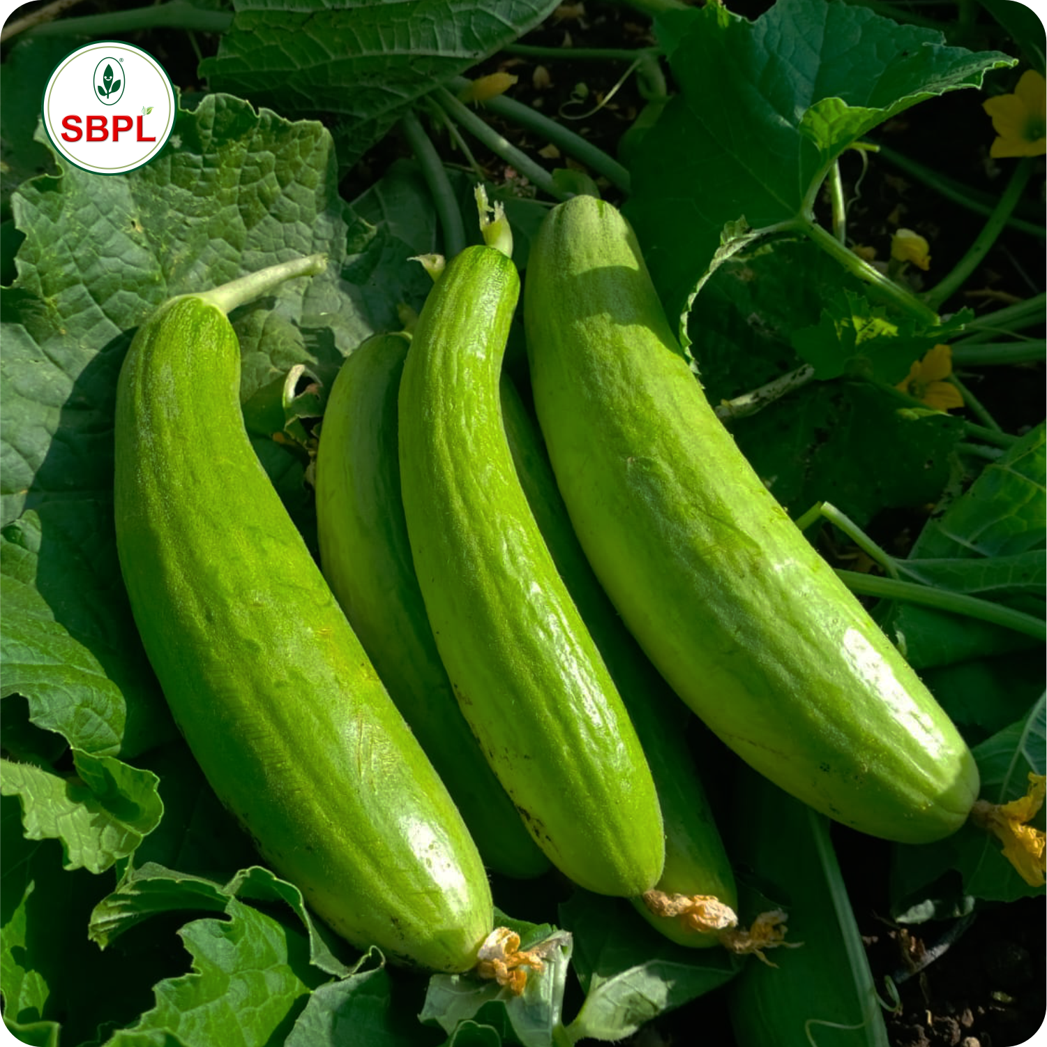 Sagar Shravani F1 Cucumber (25g)_0