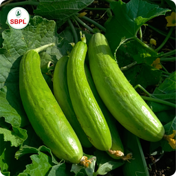 Sagar Shravani F1 Cucumber (25g)