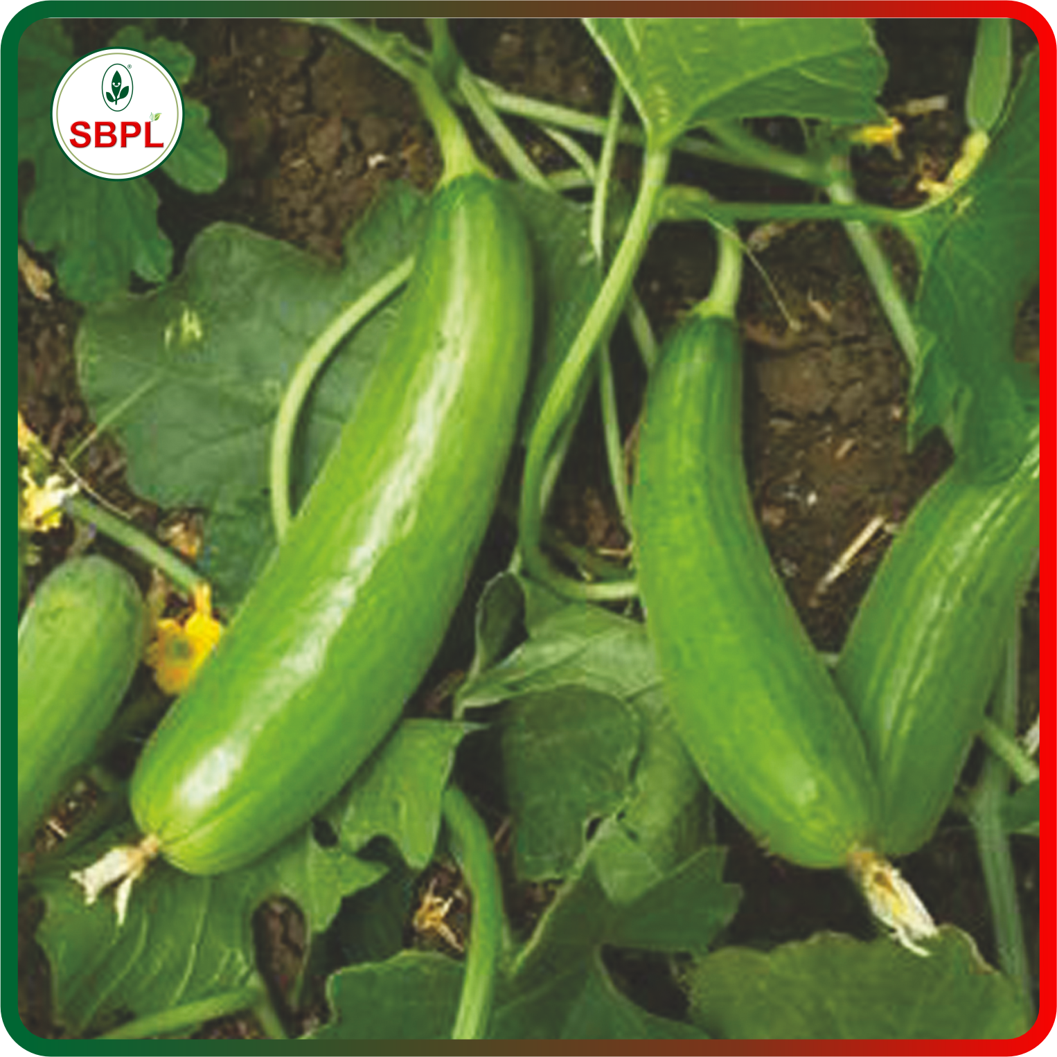 Sagar Shravani F1 Cucumber (25g)_1