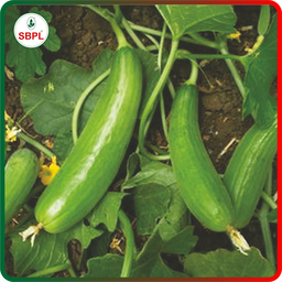 Sagar Shravani F1 Cucumber (25g)