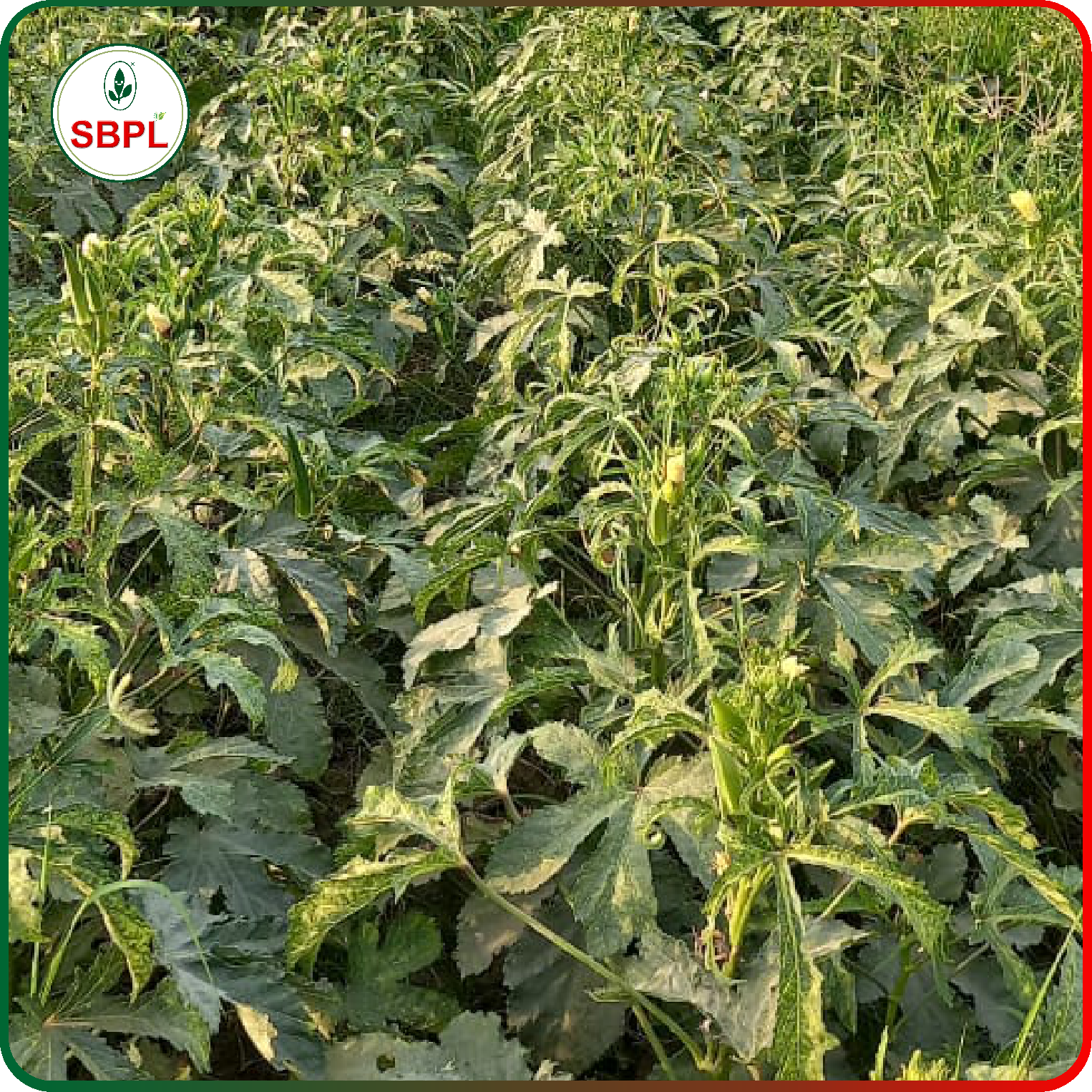 Sagar Maruti F1 Okra (250g)_4