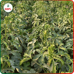 Sagar Maruti F1 Okra (250g)