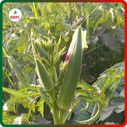 Sagar Maruti F1 Okra (250g)