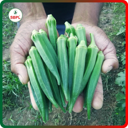 Sagar Maruti F1 Okra (100g)