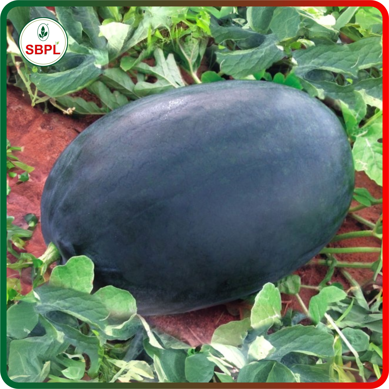 Sagar King plus F1 Watermelon(50g)_1