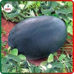 Sagar King plus F1 Watermelon(50g)