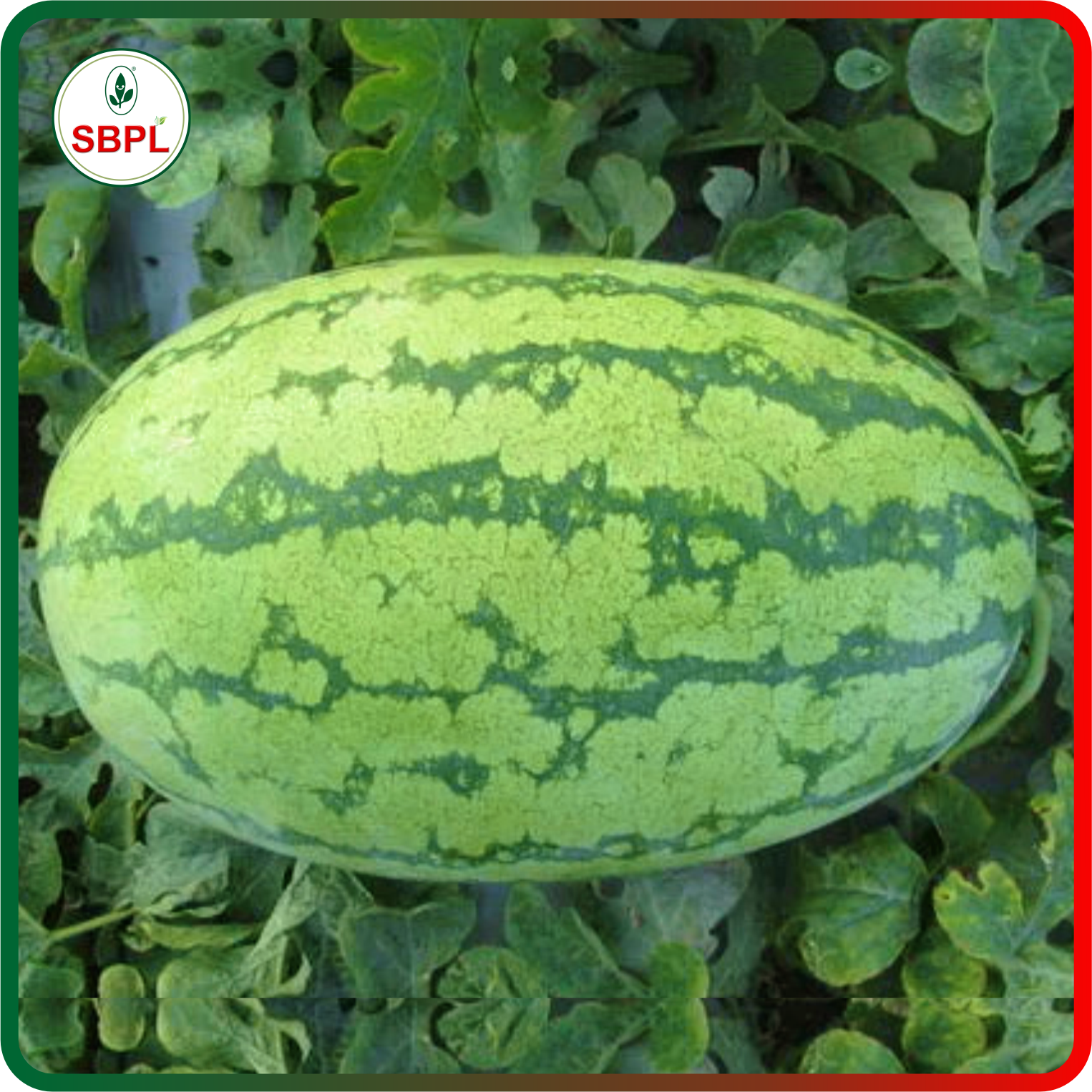 Sagar Maharaja F1 Watermelon(50g)_1