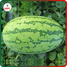 Sagar Maharaja F1 Watermelon(50g)