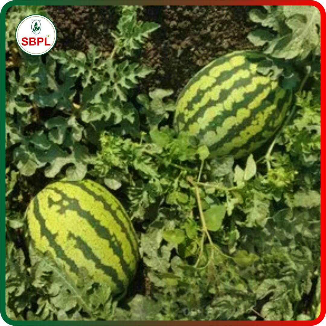 Sagar Maharaja F1 Watermelon(50g)