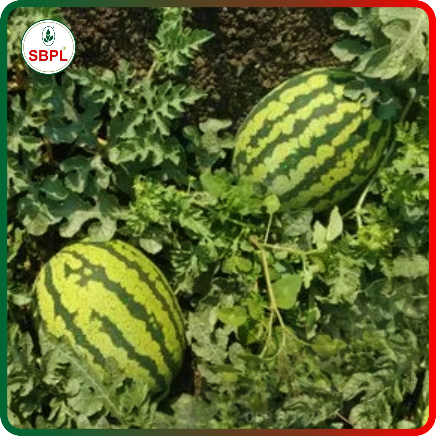 Sagar Maharaja F1 Watermelon(50g)_0