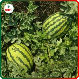 Sagar Maharaja F1 Watermelon(50g)