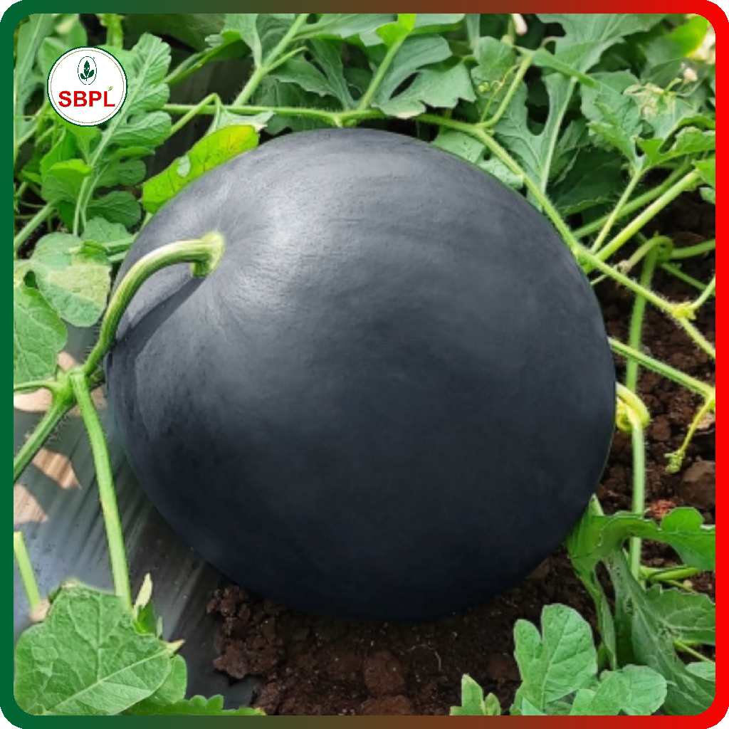 Sagar Black Badshah F1 Watermelon(50g)_2