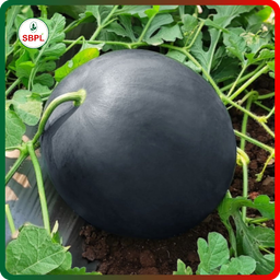 Sagar Black Badshah F1 Watermelon(50g)