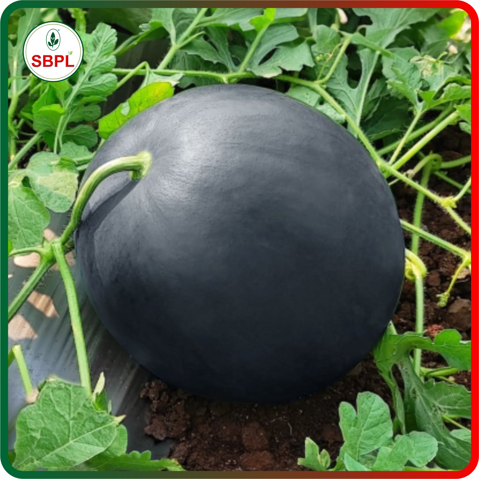 Sagar Black Badshah F1 Watermelon(50g)_5