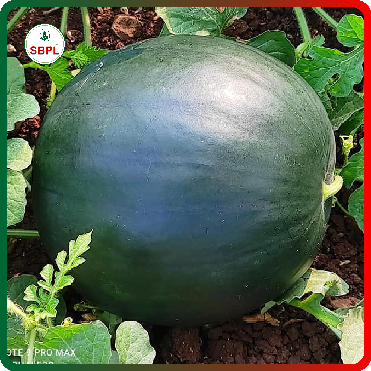 Sagar Black Badshah F1 Watermelon(50g)_1