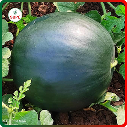 Sagar Black Badshah F1 Watermelon(50g)