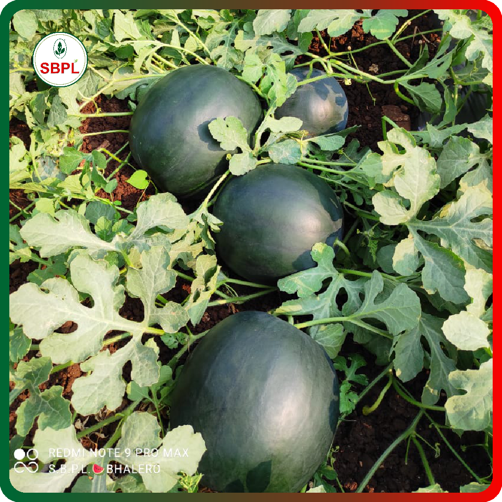 Sagar Black Badshah F1 Watermelon(50g)_3