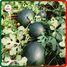 Sagar Black Badshah F1 Watermelon(50g)