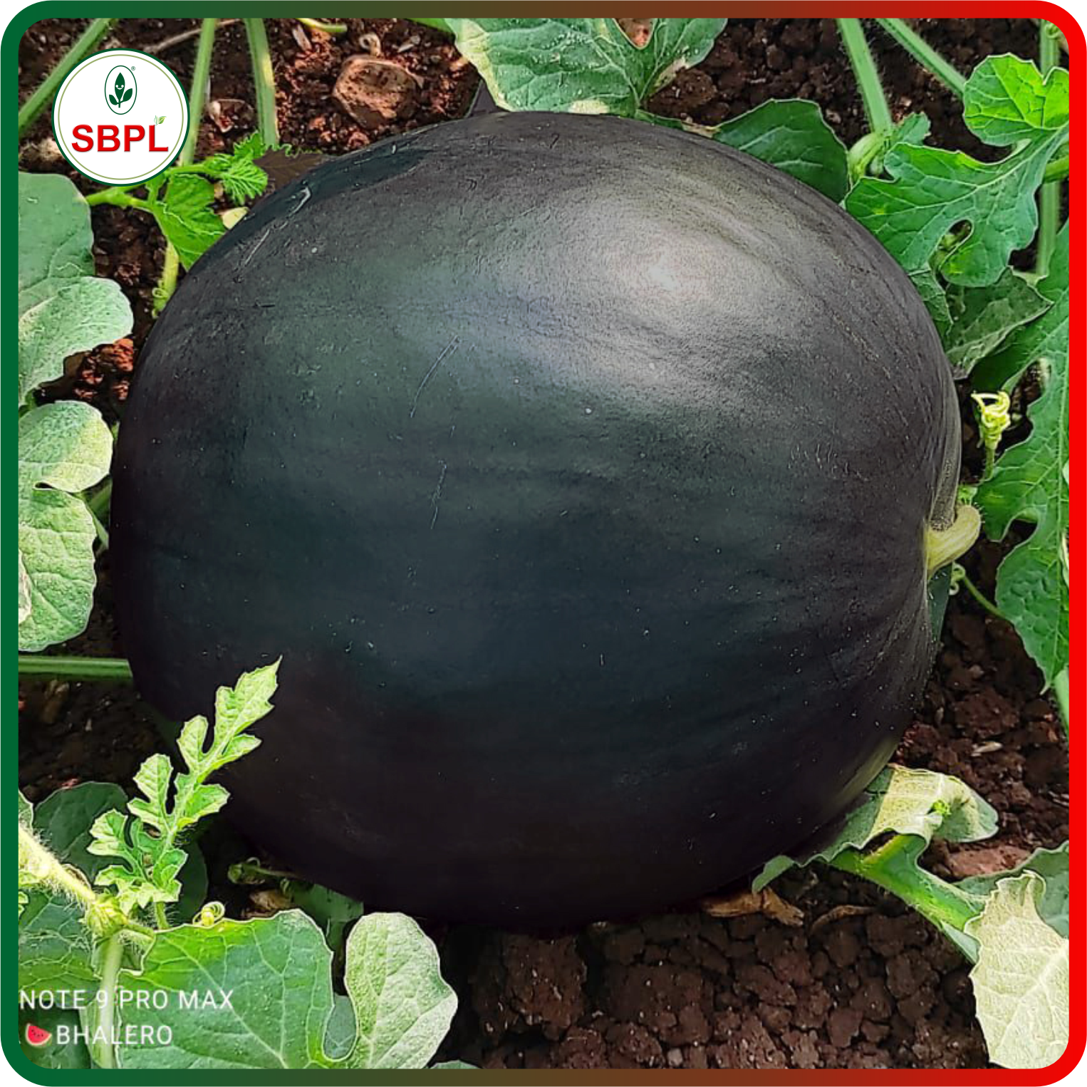 Sagar Black Badshah F1 Watermelon(50g)_4