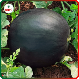Sagar Black Badshah F1 Watermelon(50g)