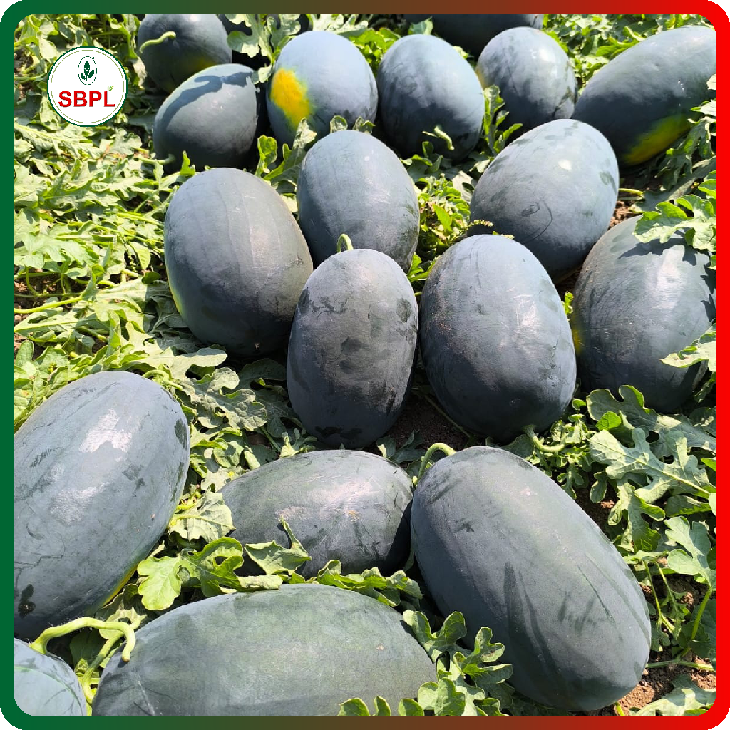 Sagar Rocky F1 Watermelon(50g)_2