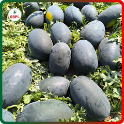 Sagar Rocky F1 Watermelon(50g)