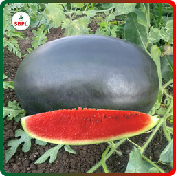 Sagar Rocky F1 Watermelon(50g)