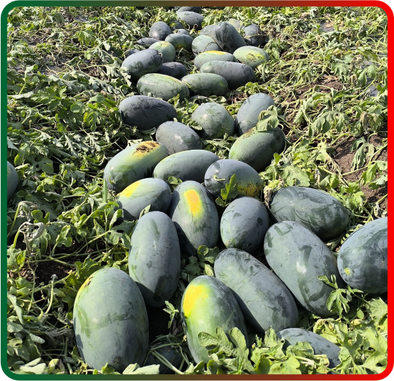 Sagar Rocky F1 Watermelon(50g)_3