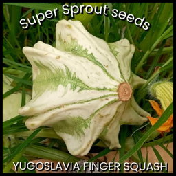 HUNGARIAN FINGERS SQUASH x 5 seeds