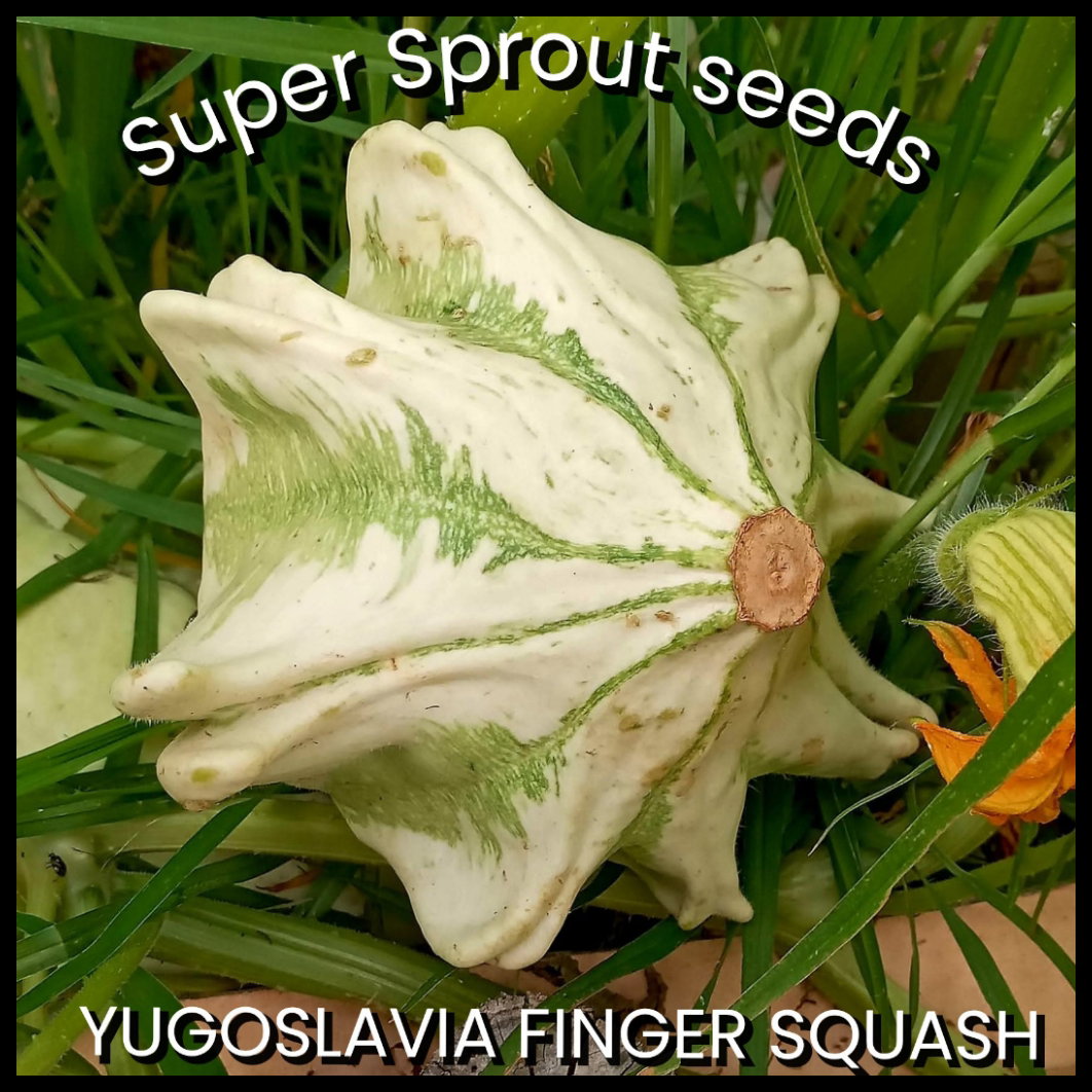 HUNGARIAN FINGERS SQUASH x 5 seeds_2