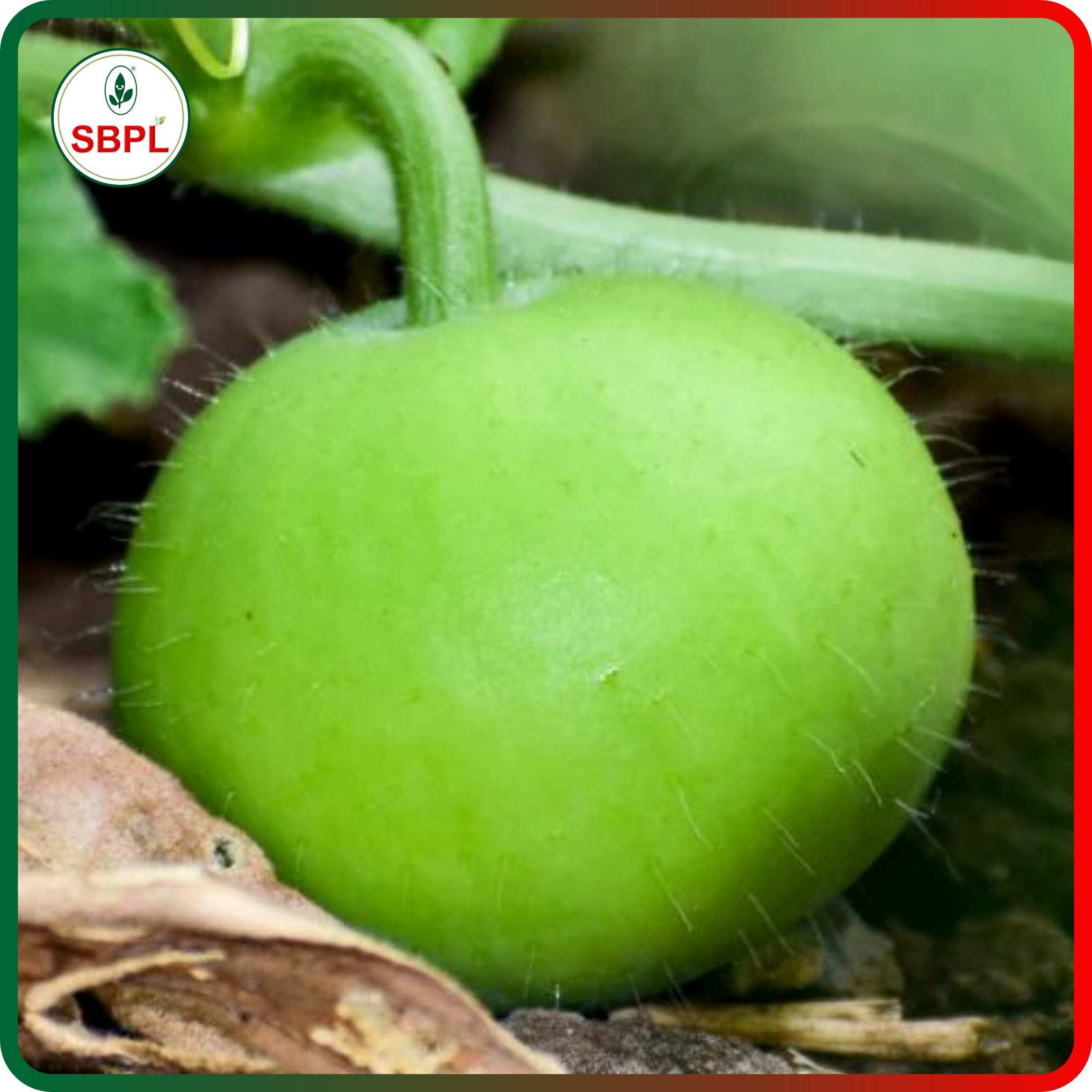 Sagar Naresh F1 Tinda(50g)_0