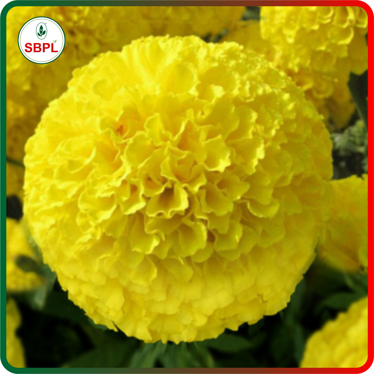 Sagar Yellow Karina F1 Marigold (1000 Seeds)_1