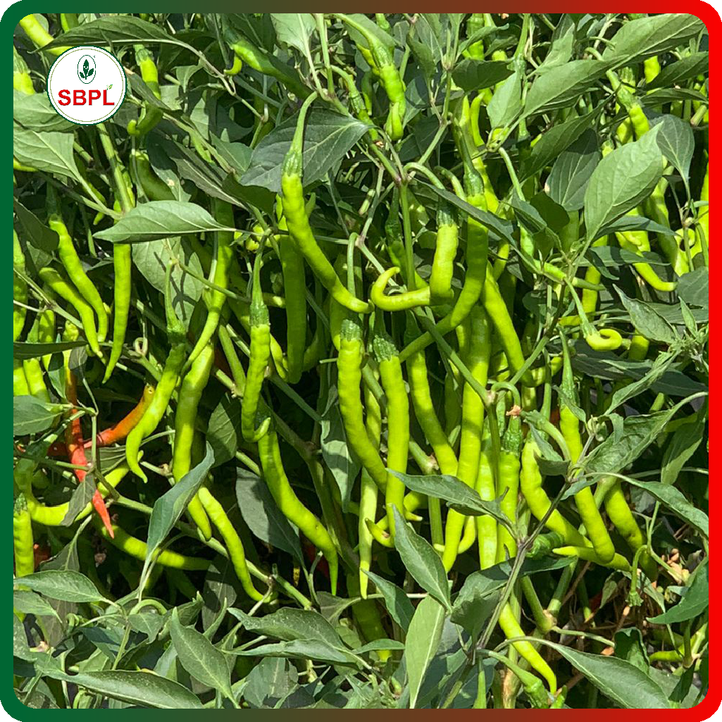 Sagar Kalyani F1 Chilli (10g)_1