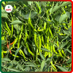 Sagar Kalyani F1 Chilli (10g)