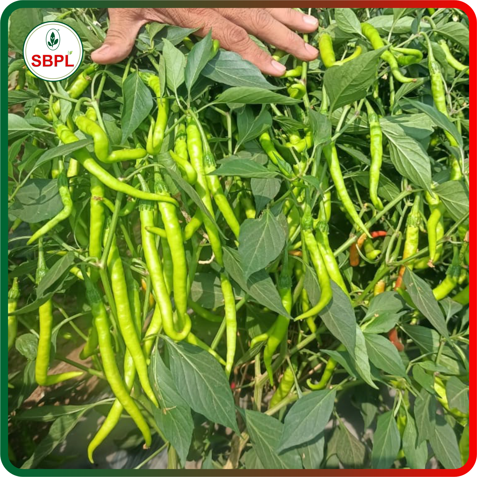 Sagar Kalyani F1 Chilli (10g)_3