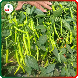 Sagar Kalyani F1 Chilli (10g)