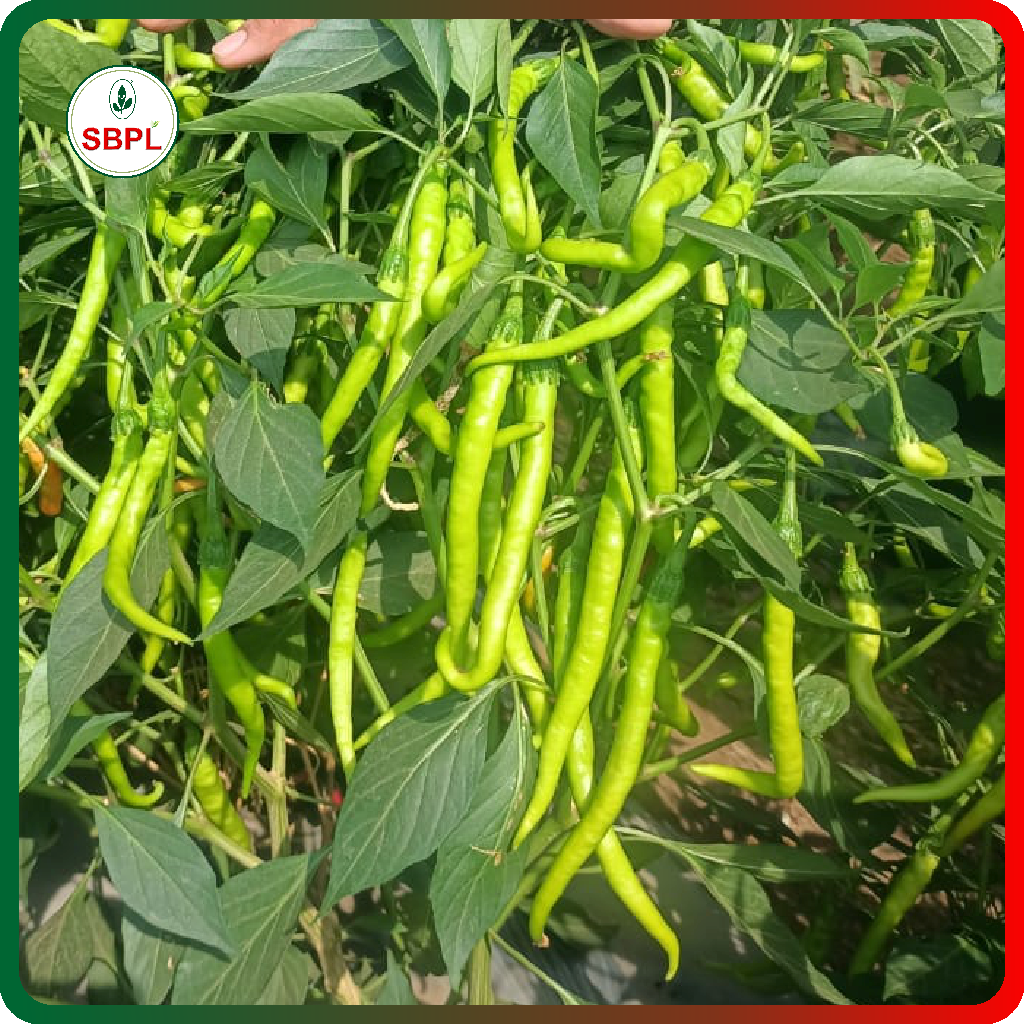 Sagar Kalyani F1 Chilli (10g)