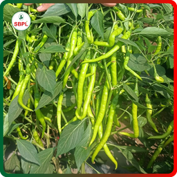 Sagar Kalyani F1 Chilli (10g)