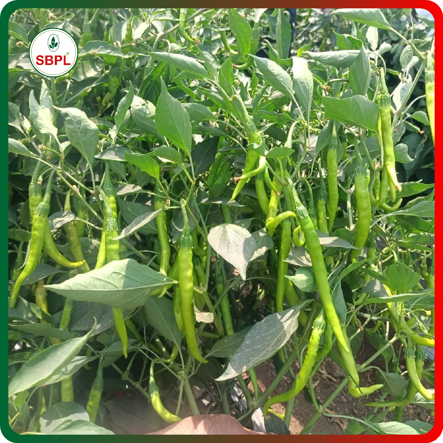 Sagar Kalyani F1 Chilli (10g)_2