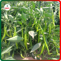 Sagar Kalyani F1 Chilli (10g)