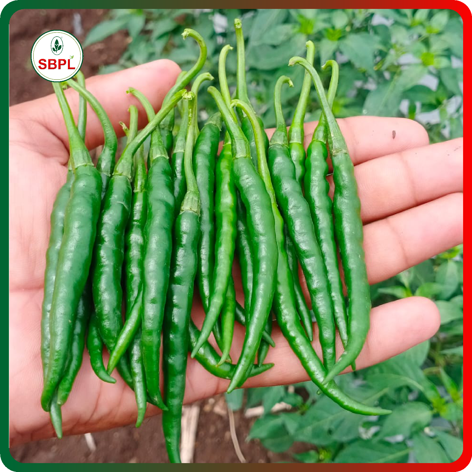 Sagar Katar F1 Chilli (10g)_2