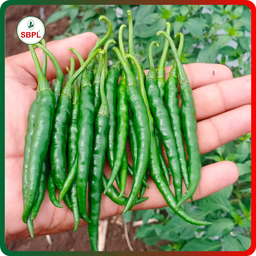 Sagar Katar F1 Chilli (10g)