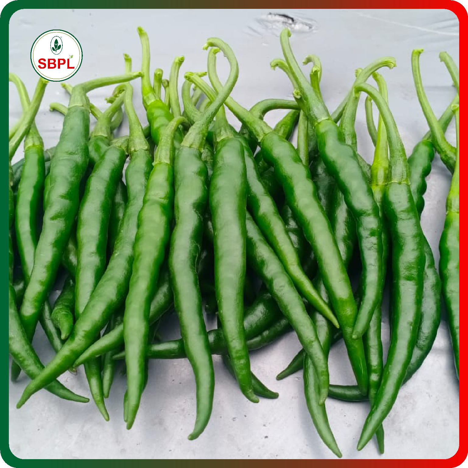 Sagar Katar F1 Chilli (10g)_1