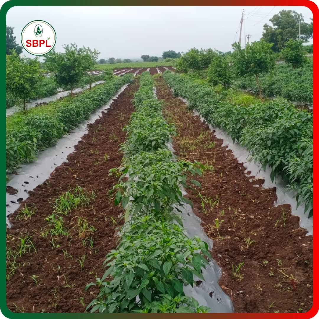 Sagar Katar F1 Chilli (10g)