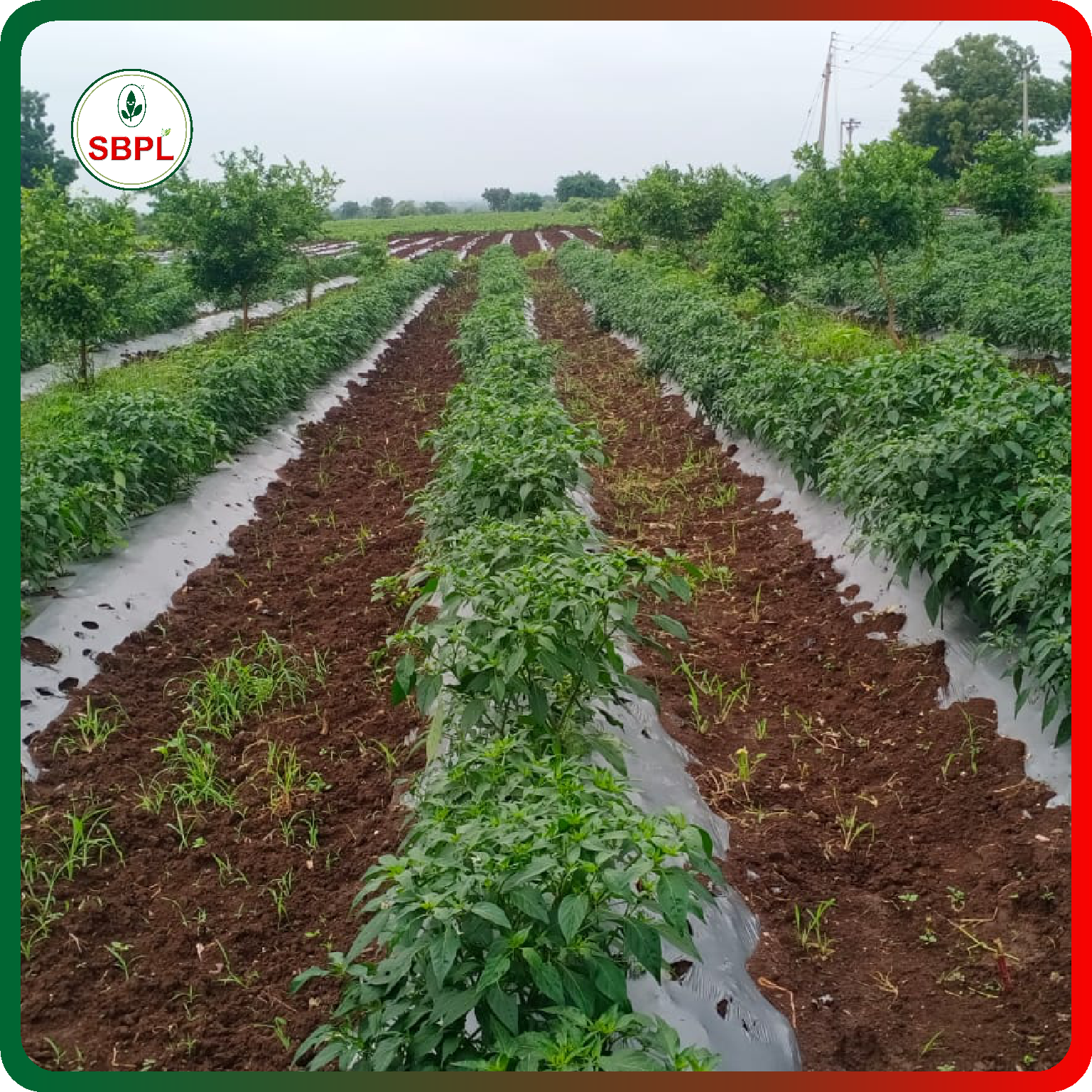 Sagar Katar F1 Chilli (10g)_0