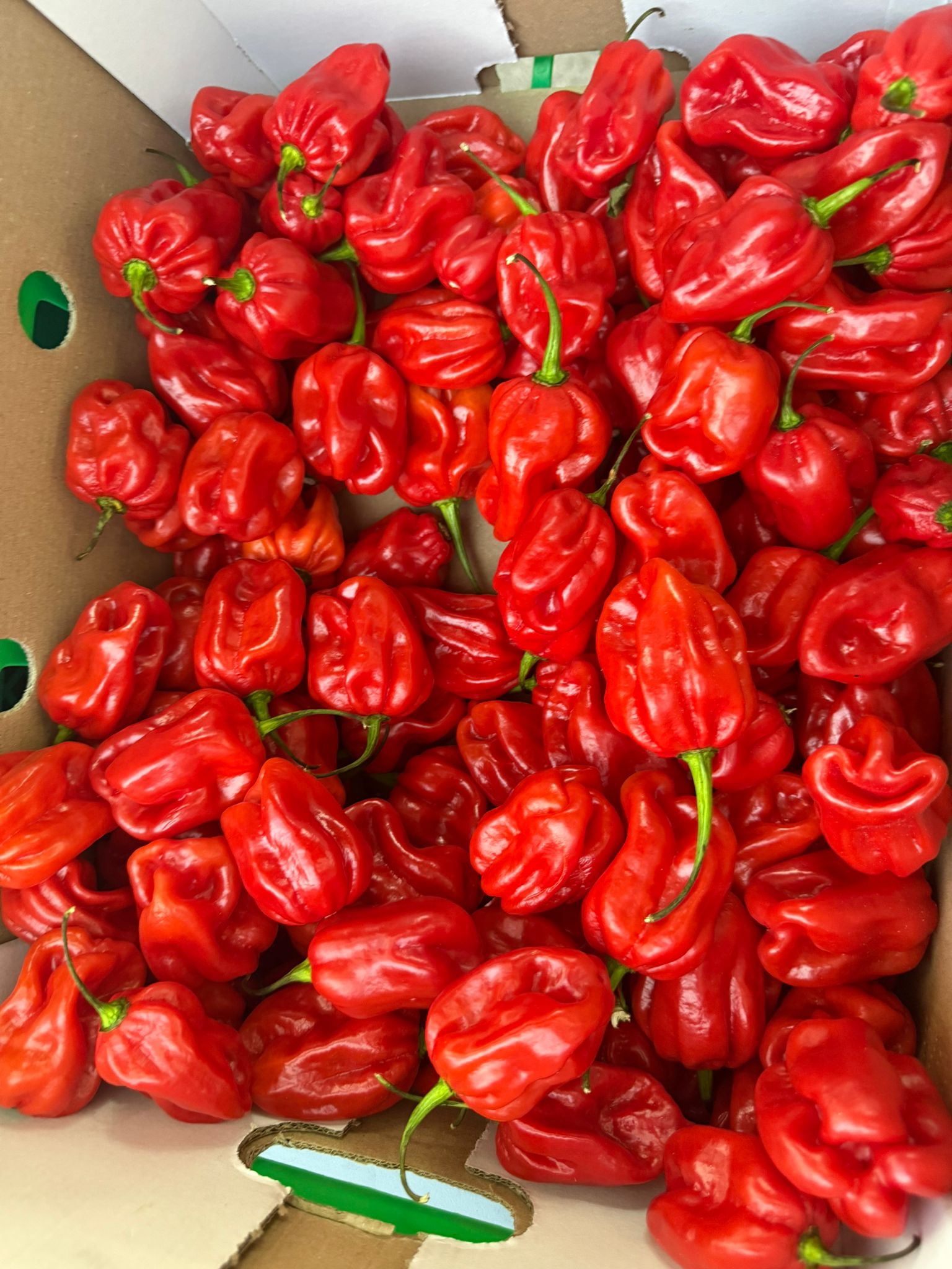 Red Peppers_0